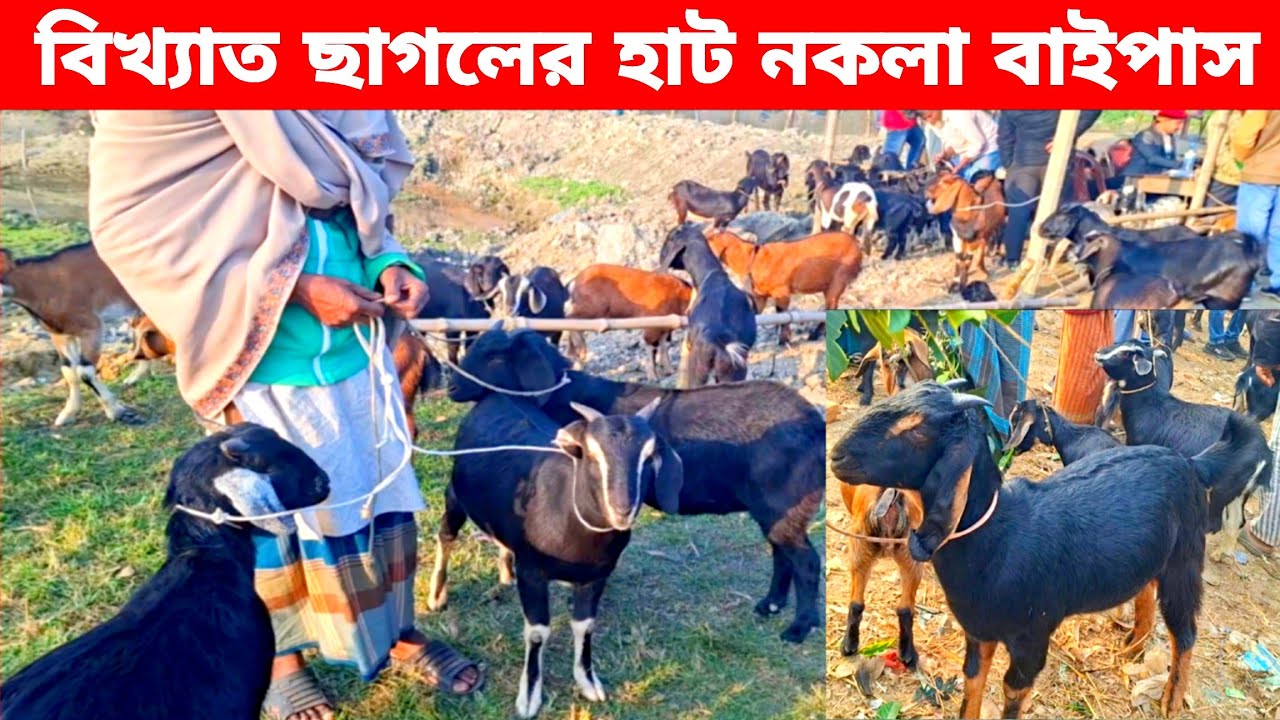 শীতে প্রচুর ছাগল উঠেছে | নকলা বাইপাস | goat market price in nakla Sherpur 
