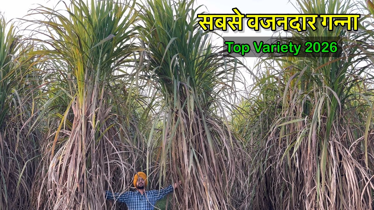 सबसे वजनदार अर्ली गन्ना वैरायटी 2026 | New Top Sugarcane variety 