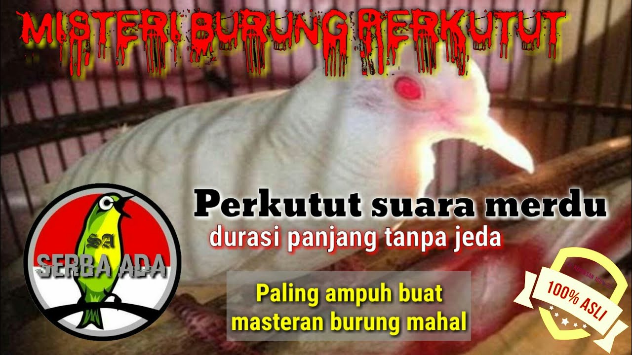 PERKUTUT JUARA SUARA MERDU PALING MAHAL  DURASI PANJANG JERNIH COCOK BUAT MASTERAN #perkututbangkok
