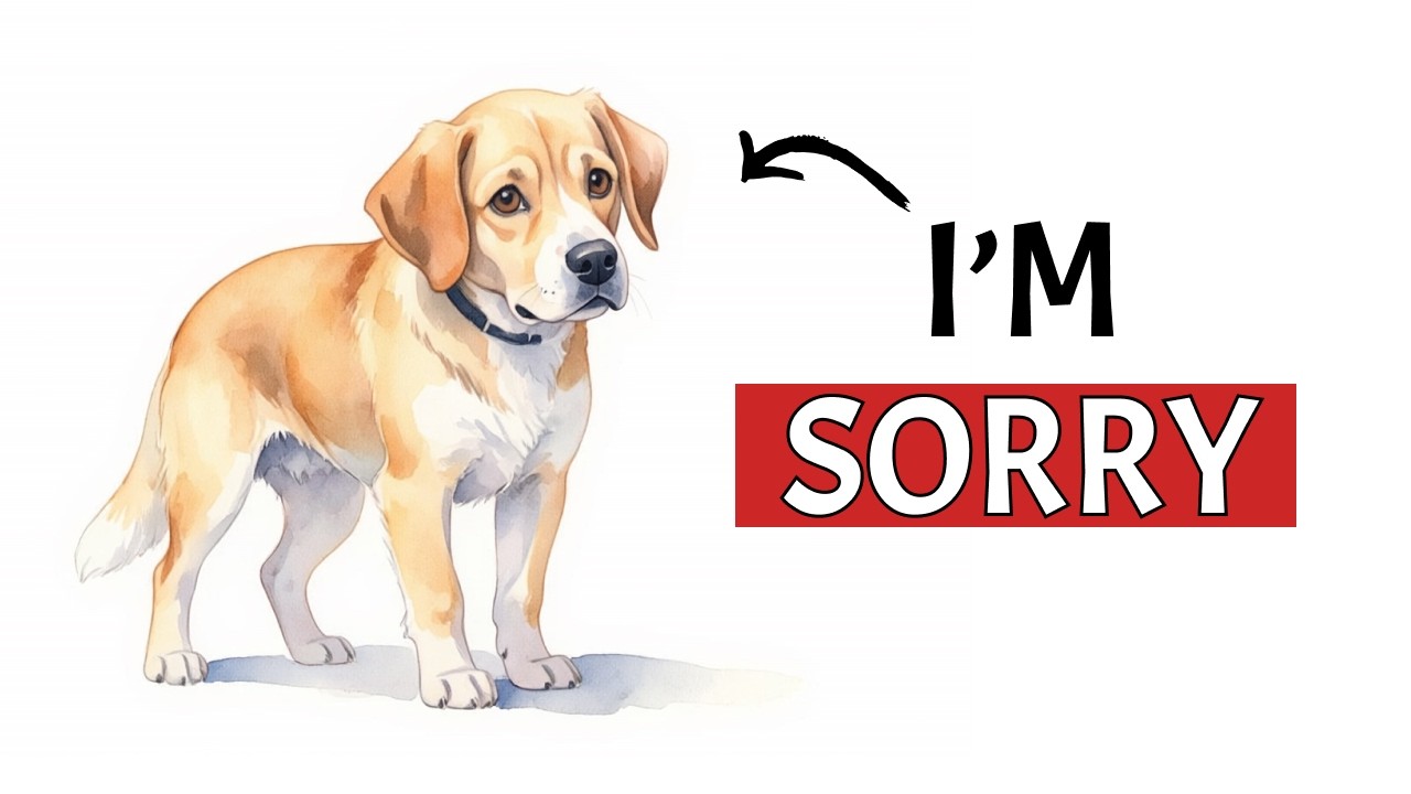 How Dogs Apologise To Humans?
