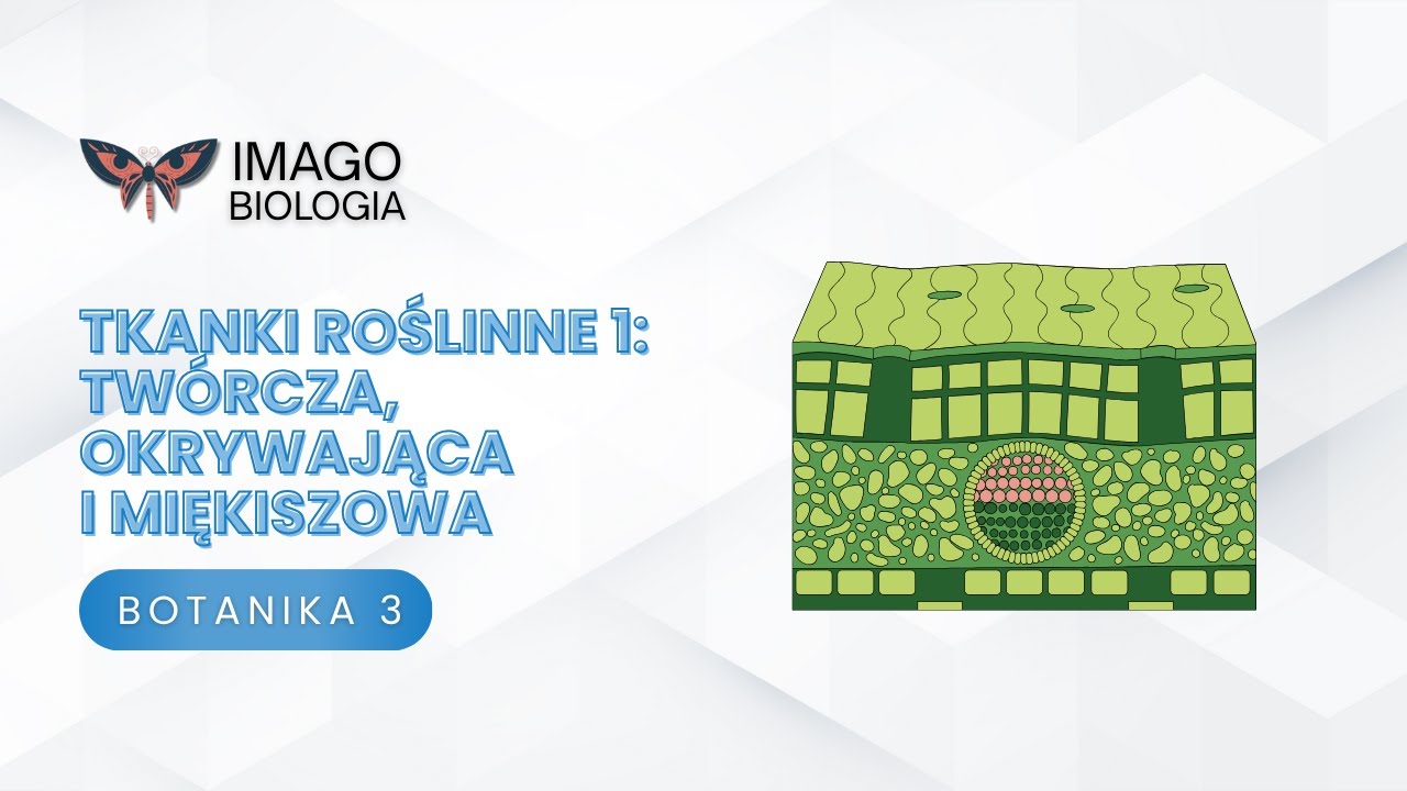 Tkanki roślinne - Część 1: Tkanki tw&oacute;rcza, okrywająca i miękiszowa