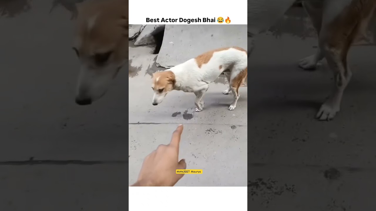 Dogesh bhai ki acting 😂 one comment for dogesh bhai ✅ #dog #shorts #viral #trending #dogesh