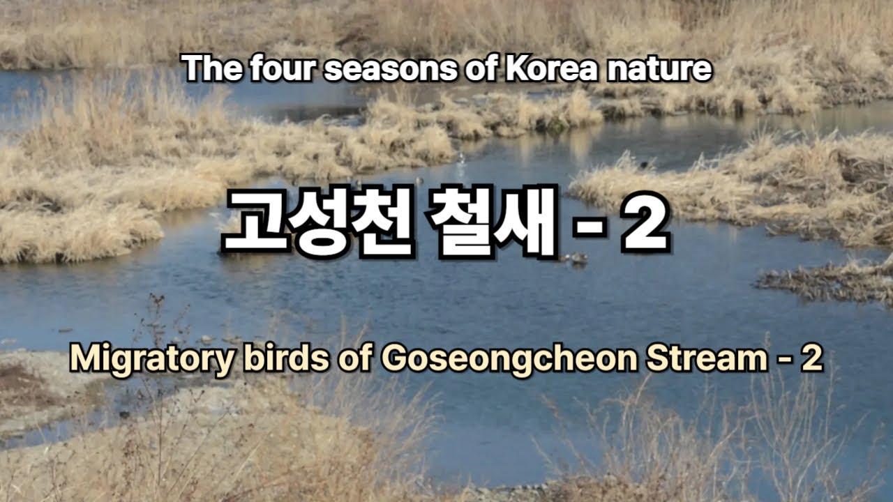 Migratory birds of Goseongcheon Stream / 고성천 겨울철새 - 2 - 물멍영상