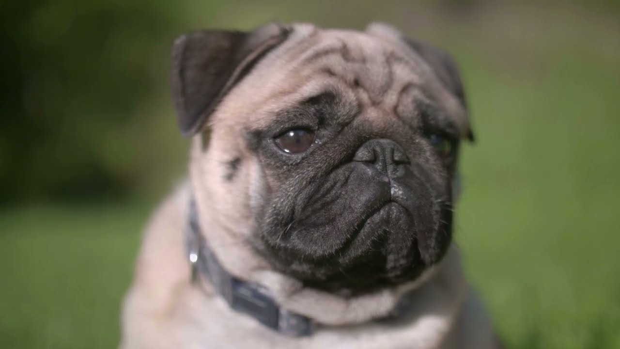 Pets. devoted dogs. relax music