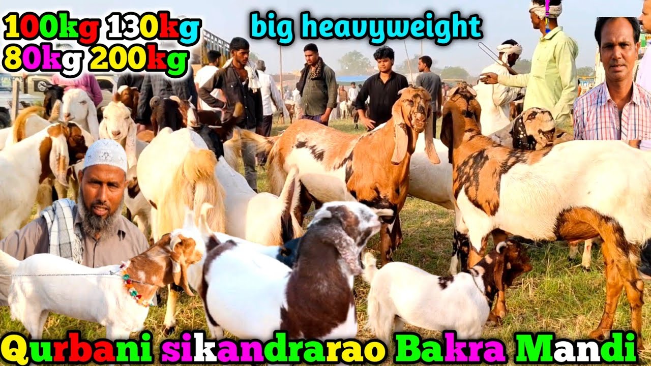 Big heavyweight  sikandrarao bakra mandi | आज का बाज़ार रेट Qurbani 100kg 130kg 200kg May 14 2025