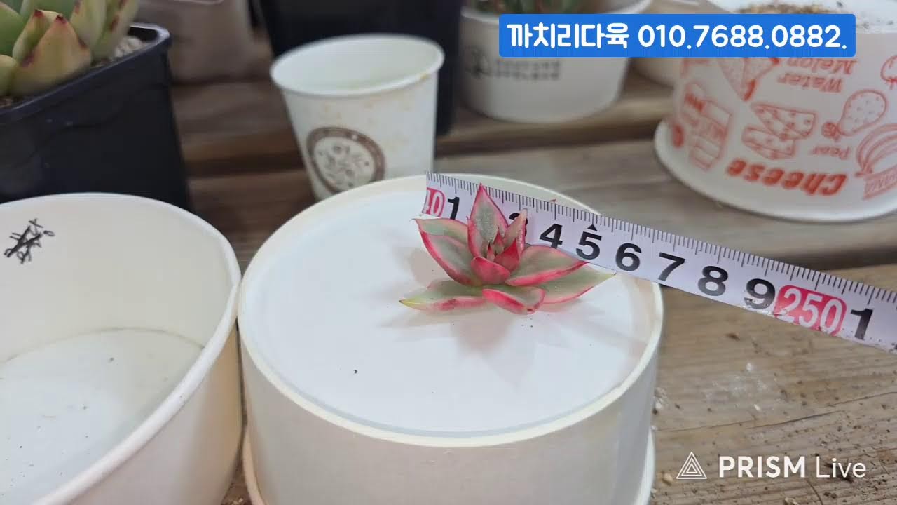 (3.20.금) 까치리다육 #금다육 #식물 #흙 #라이브 방송