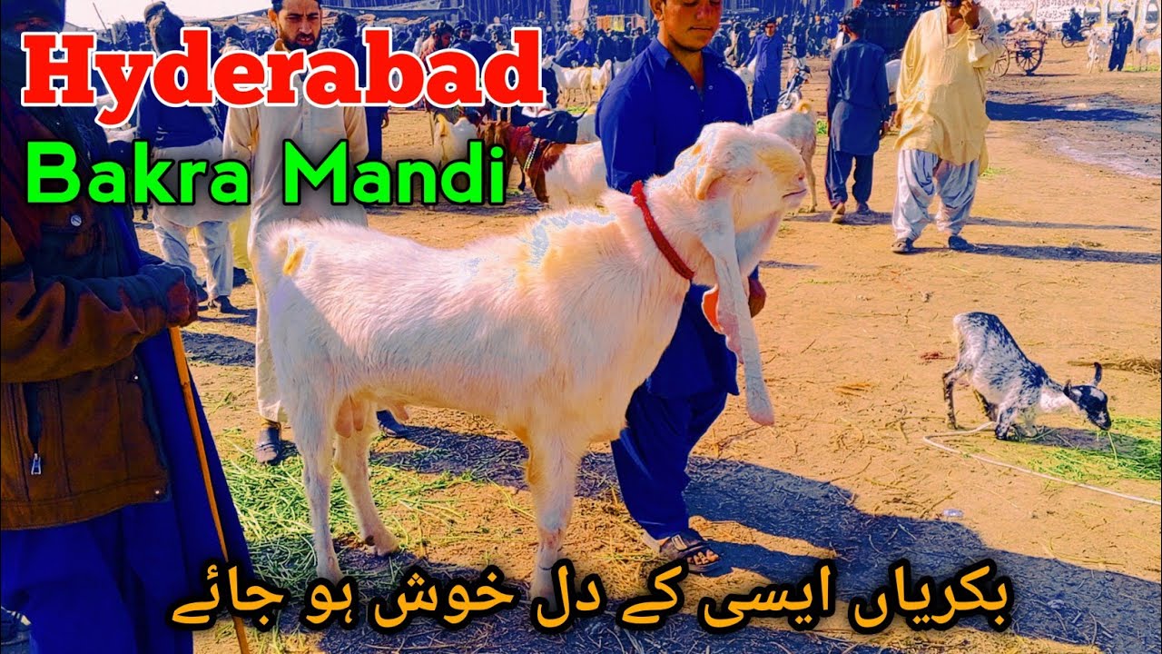 Bakra Mandi Hyderabad bypass 2026= Mandi update 