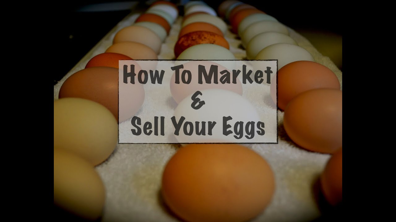 How To Market & Sell Your Eggs