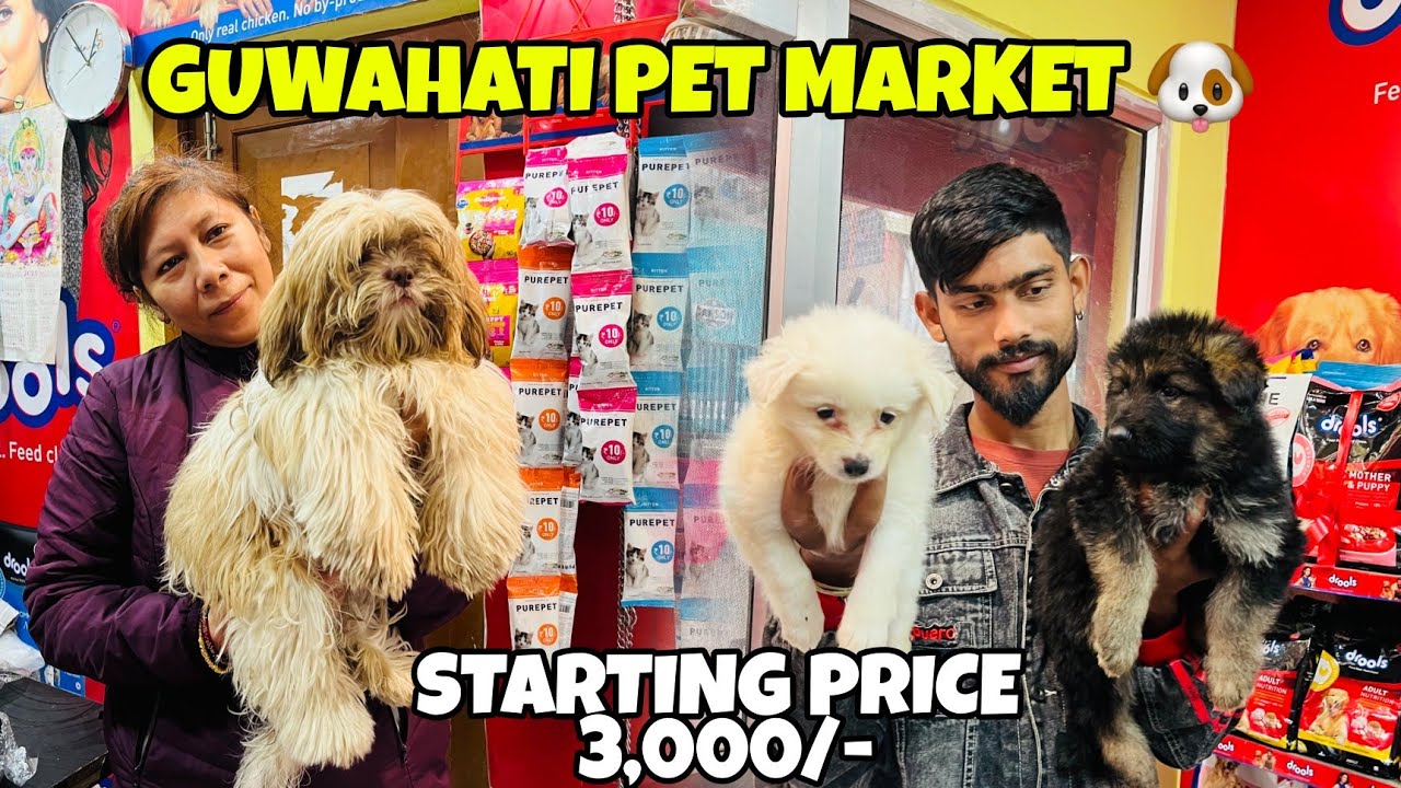 Guwahati Pet Market 🐶| Starting Price 3,000 /-