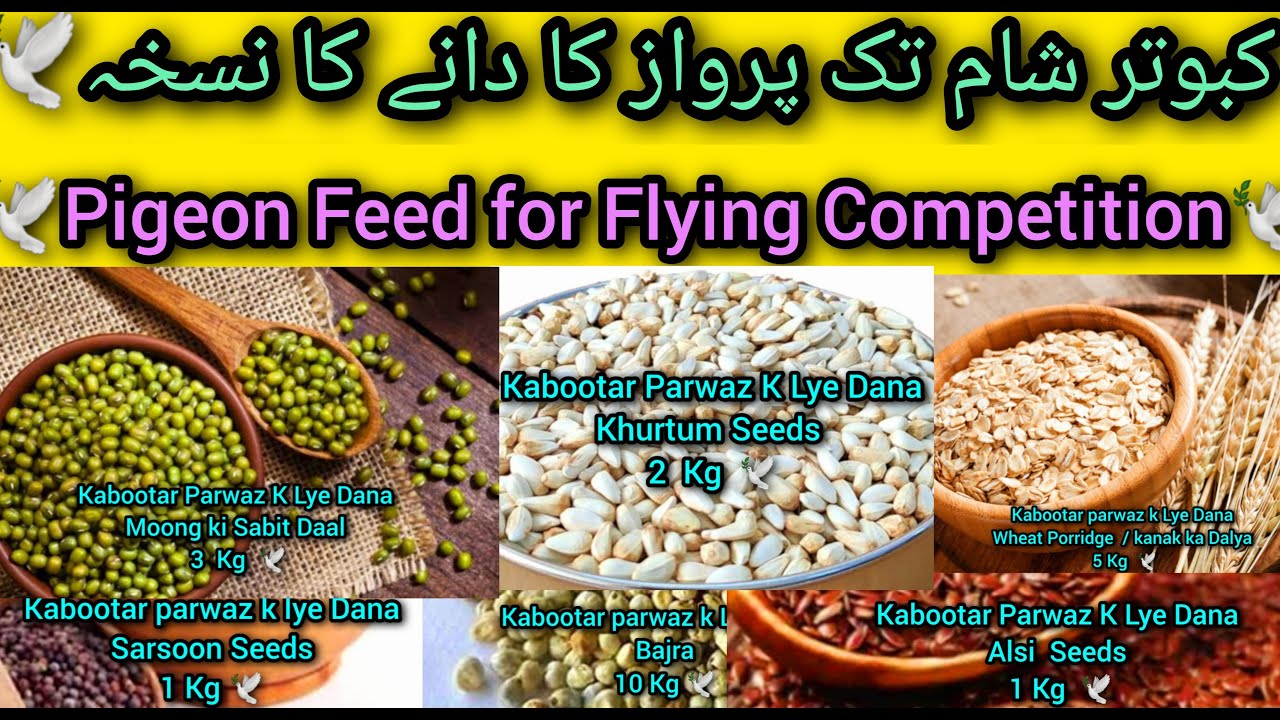 Kabootar ke parwaz barhany ke lye Dana Nuskha