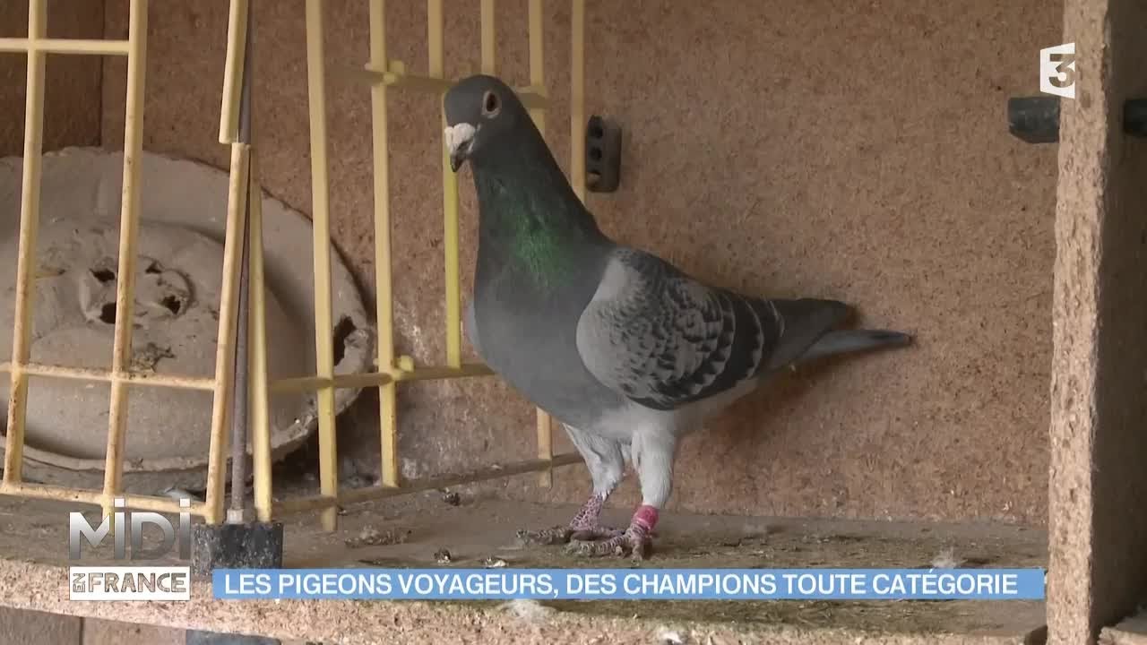 ANIMAUX & NATURE : Les pigeons voyageurs, des champions toute catégorie