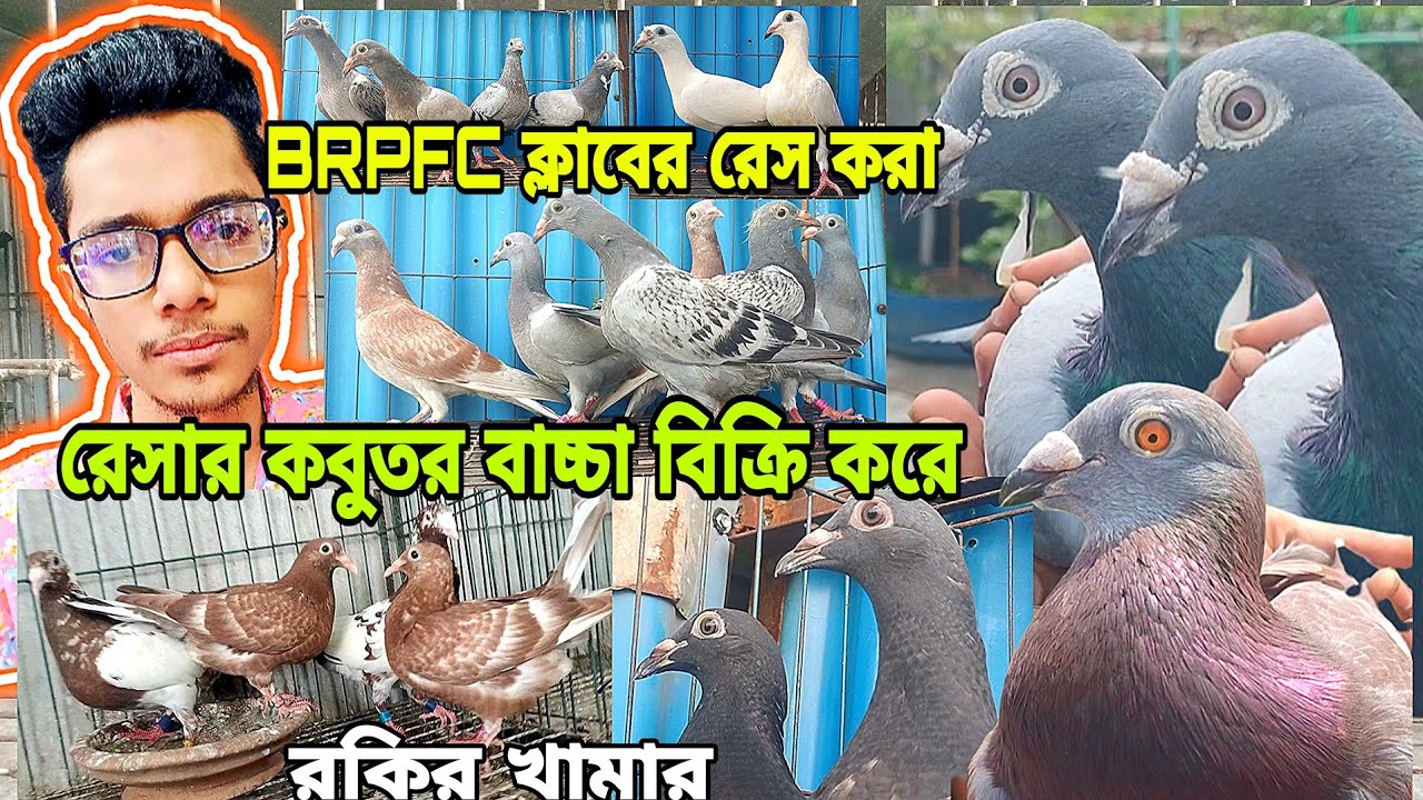 রেসার কবুতর বাচ্চা বিক্রি হবে, ক্লাবের রেস করা রেসার কবুতরের বাচ্চা কিনুন | রকির রেসার কবুতর খামার,