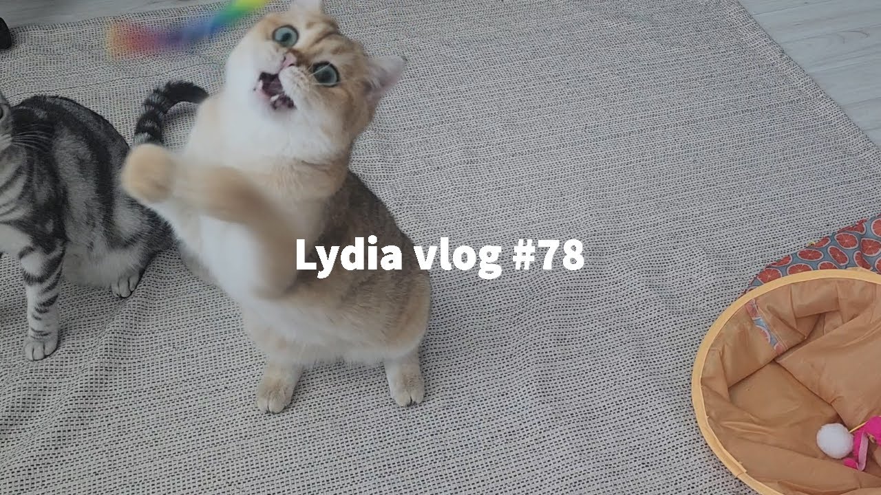 [ENG] Lydia vlog #78| 유기묘 스핑크스 고양이들이 떠나고 남겨진 고양이들의 일상