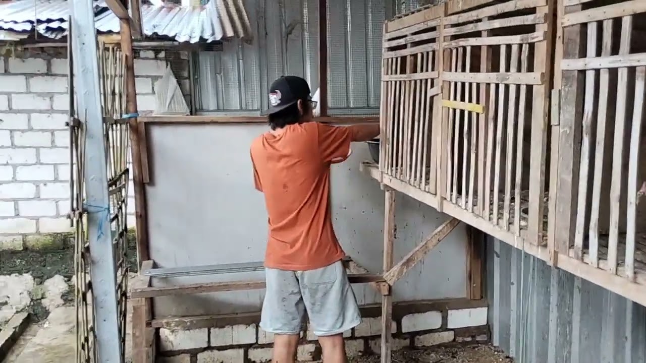 Pama iq kuda lari ZR FARM KEGIATAN SORE DIKANDANG