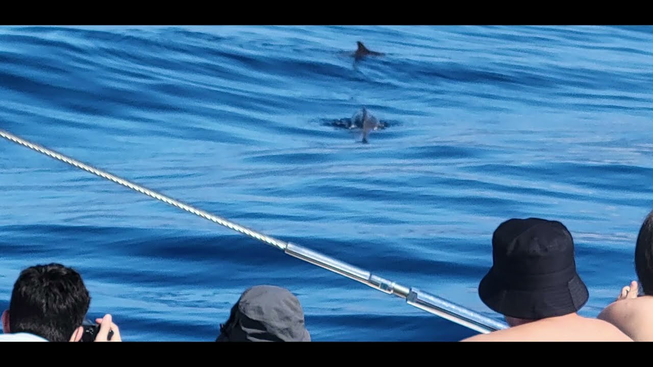 Portugal Vacation - June 2025 - Madeira (dolphin/whale watching on Seaborn catamaran from Funchal)