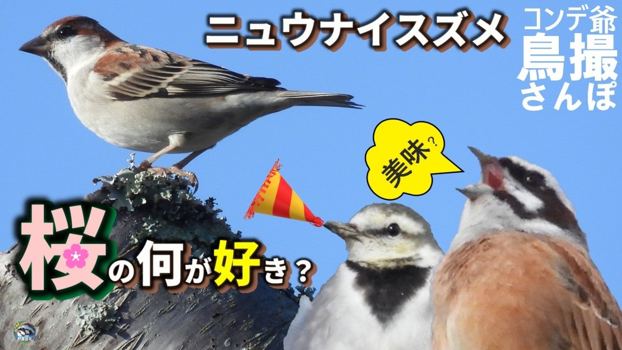 野鳥撮影散歩　ニュウナイスズメは桜の何が好き？　北播磨のええもんあるで