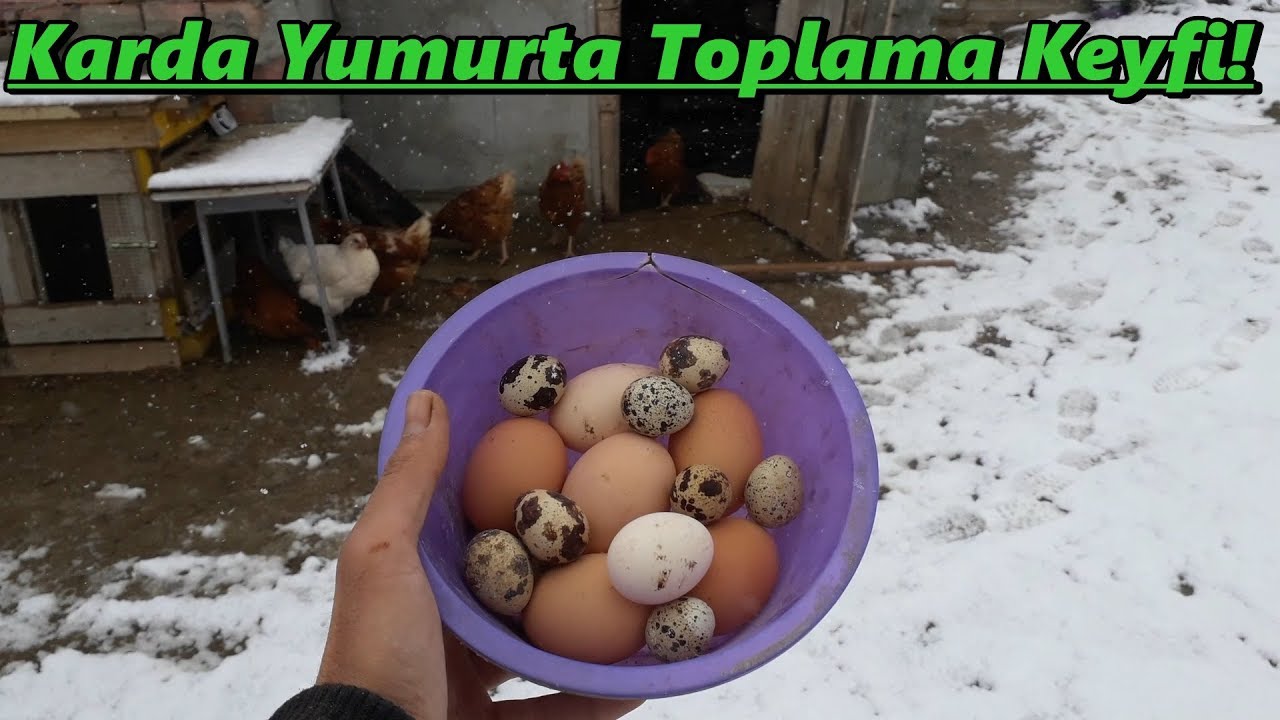 Karda Yumurta Toplama Keyfi.!-Bir Sürü Bıldırcın Yumurtası!-#Yumurta toplama videosu-#Tekirdağ