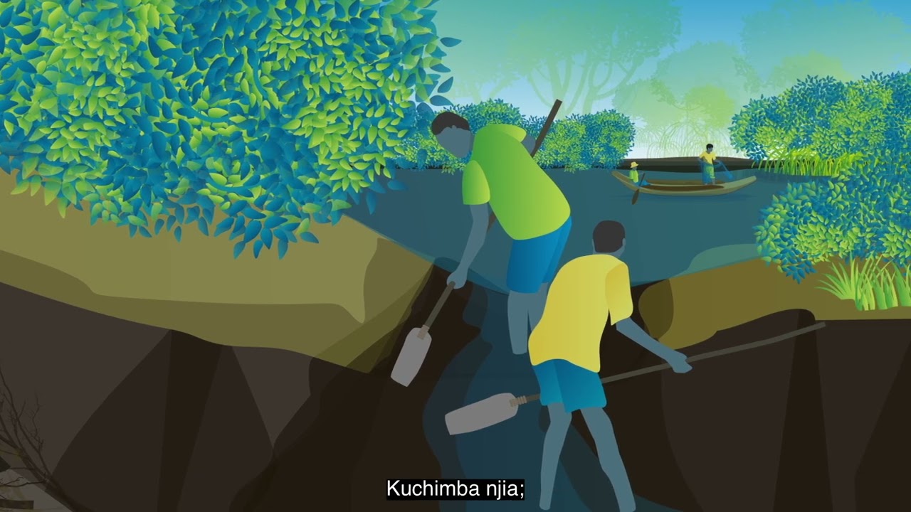 Urejeshaji wa Mikoko – mfululizo: Video ya 3 – Jinsi ya Kuweza Kurejesha Mikoko (Swahili)