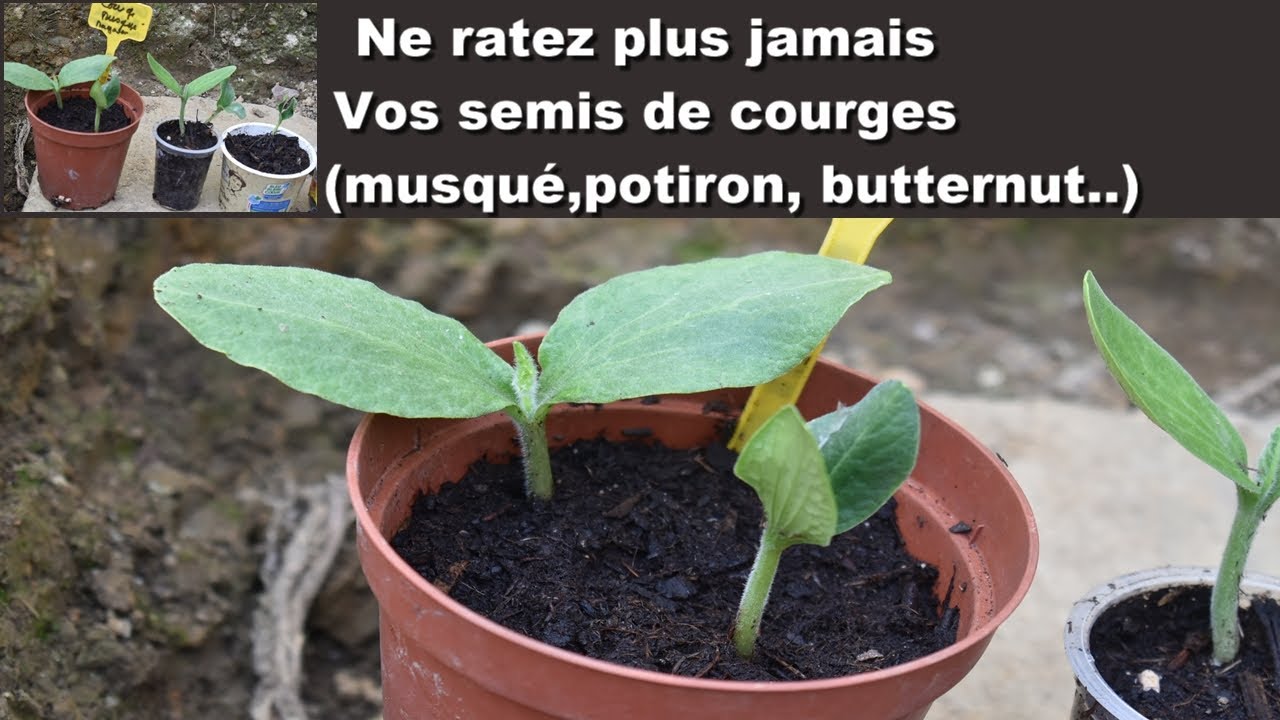 Réussir vos Semis de Courges : Musquée, Butternut, Potimarron...  Le Meilleur Moment pour Semer
