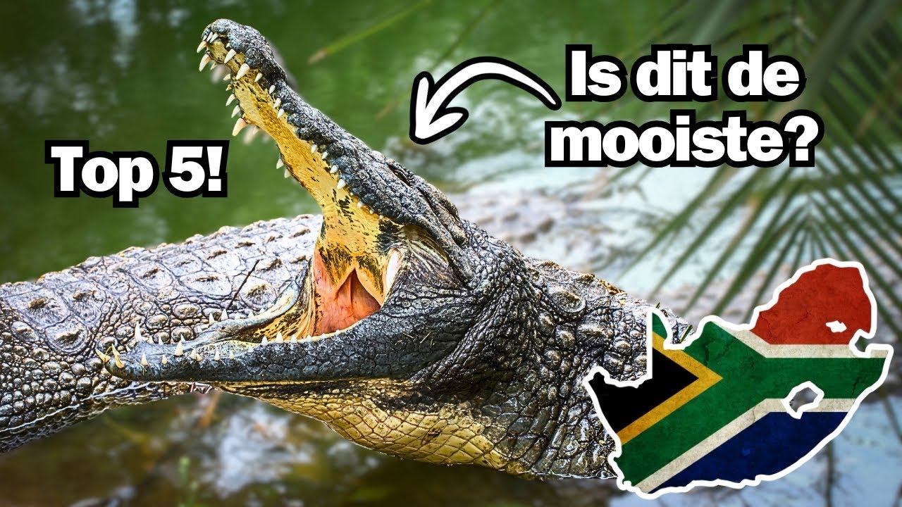Dit zijn de 5 Mooiste Reptielen van Zuid-Afrika | Deze Soorten heb ik Gezien Tijdens mijn Reis!