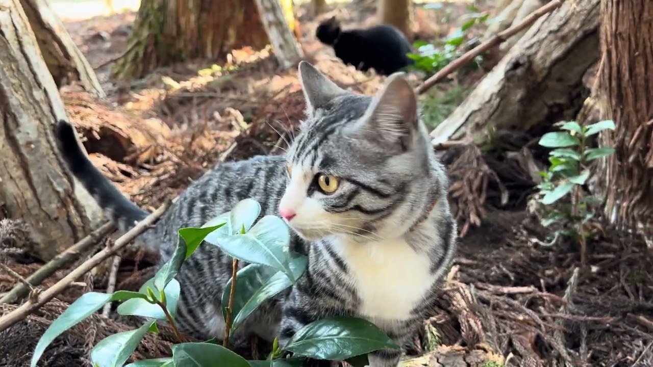 🇯🇵 Our Usual Morning: 2 Cats’ Forest Routine ☀️🐾