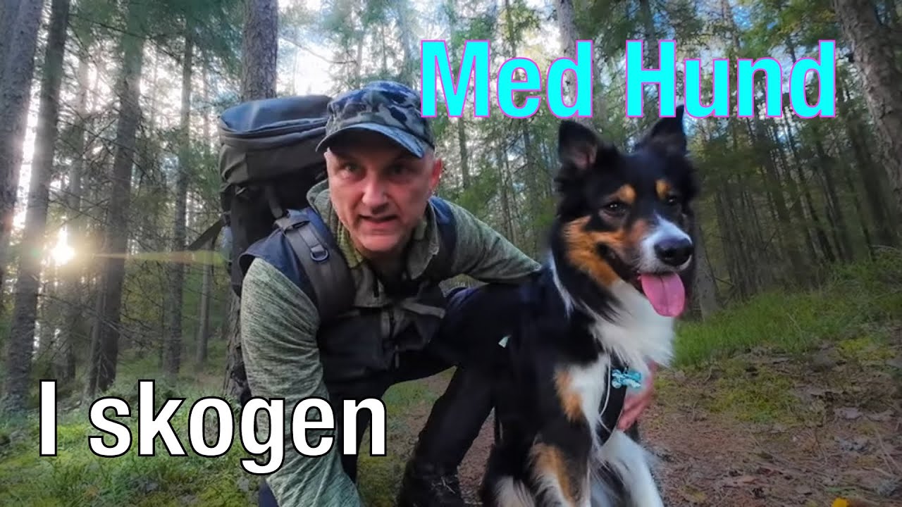Våler skogstur med Leo (Border Collie) – nattvandring, geiter og gapahuk