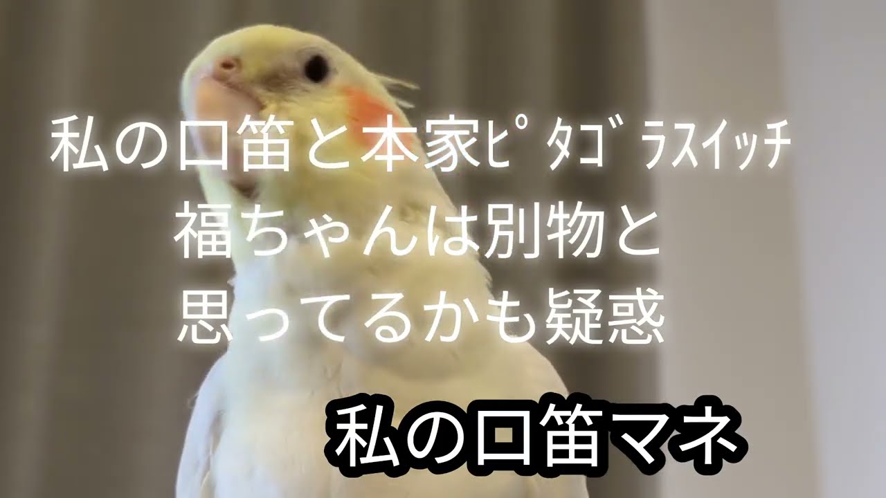 【口笛】【本家】ﾋﾟﾀｺﾞﾗｽｲｯﾁお手本違うと全く違う福ちゃん歌い分け‼️