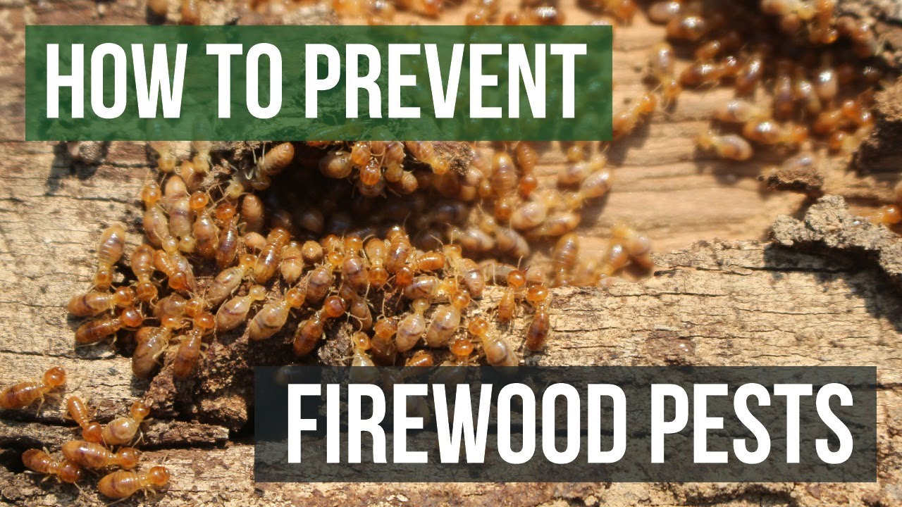 How to Keep Pests From Firewood (4 Easy Steps)