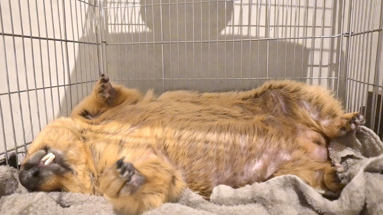The soothing effect of Mamochi's bedtime