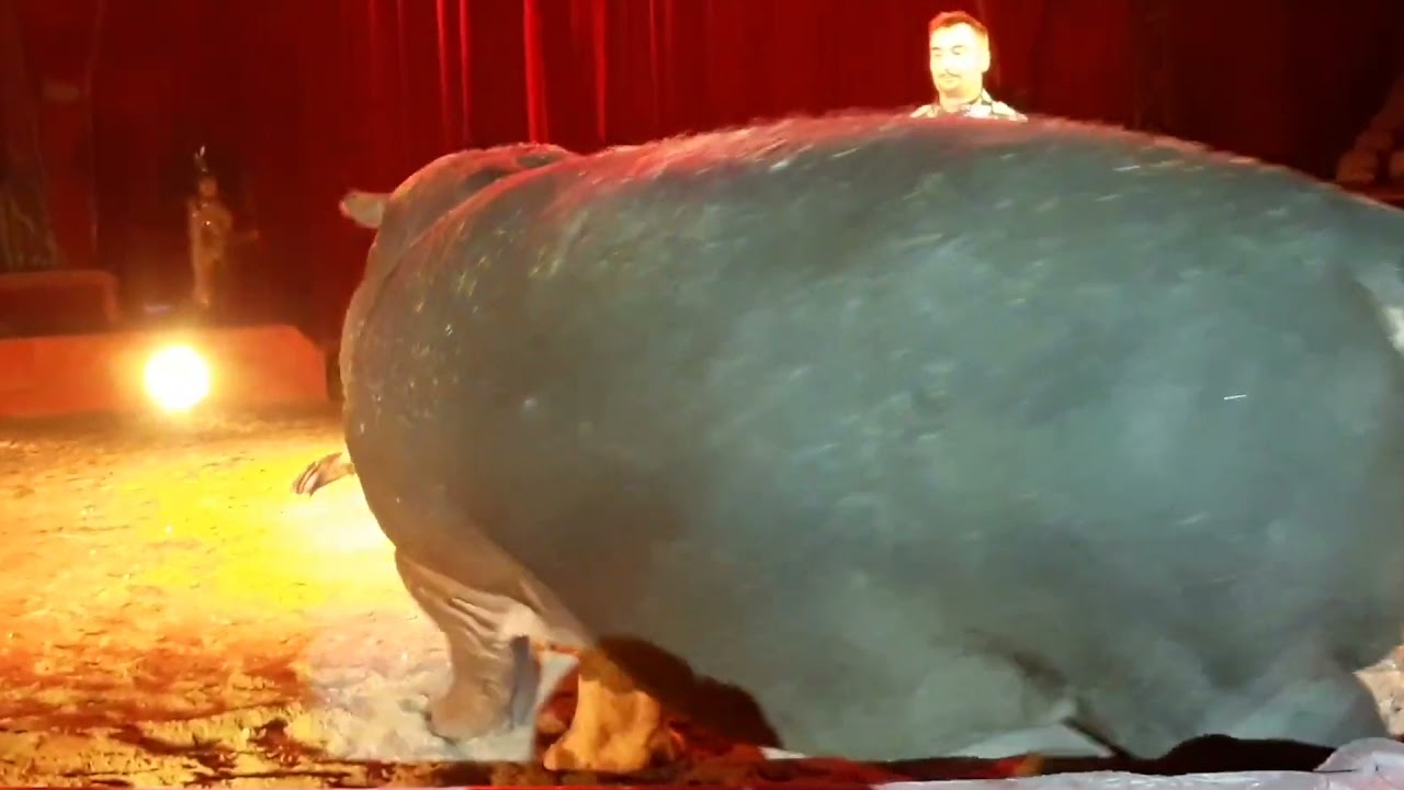 Massimiliano esotico, circo Maya Orfei, Monteforte Irpino (AV) 4 dicembre 2021.