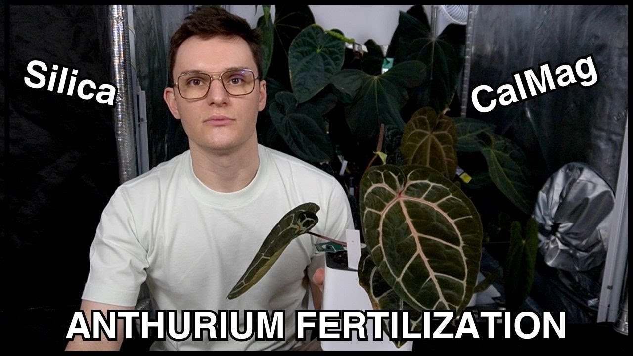 Anthurium Care: Fertilization