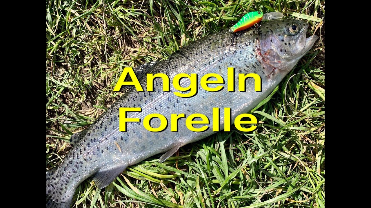 Angelpark Letscher Forellen angeln/Форель на приманки с АЛИЭКСПРЕСС!!!!!!!