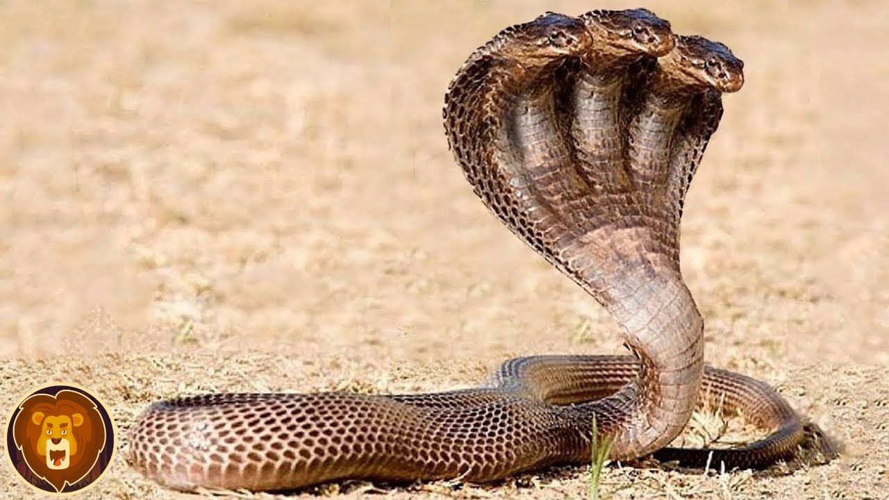 10 Animales &Uacute;nicos Que S&oacute;lo Nacen Una Vez Cada Mil A&ntilde;os
