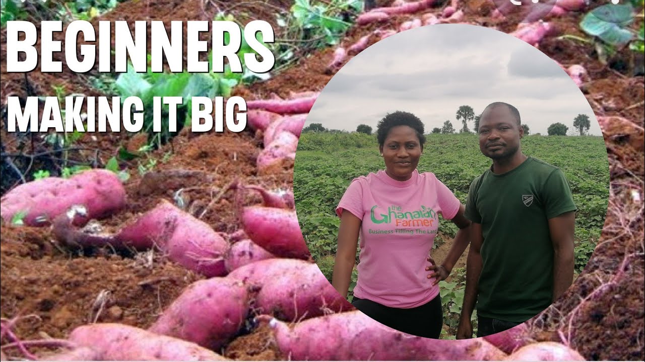 How Growing 75 Acres Of Sweet Potatoes In Ghana & Exporting Makes Us Rich | Selecting Right Variety