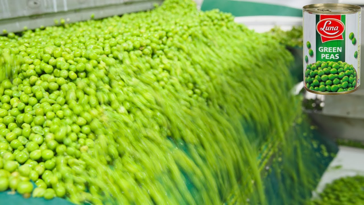 How Green Peas Are Made