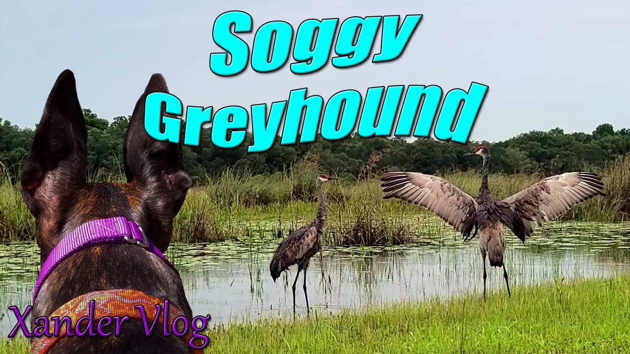 Xander's BACK! | Fort Cooper State park | mushroom hunting adventure | Retired racer lifestyle