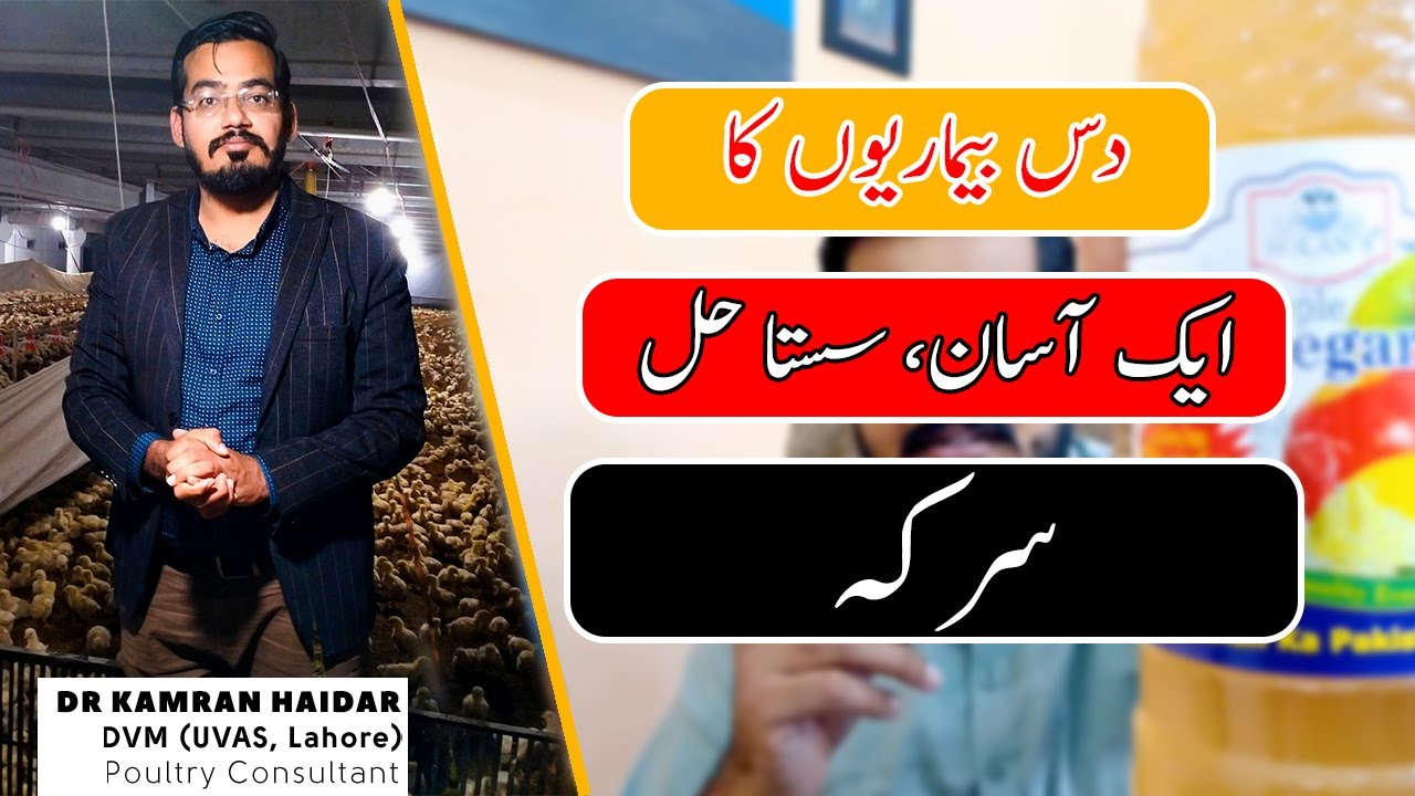 Apple Cider or Grapes Vinegar, One Solution for Ten Problems in Chickens & Other Birds | Dr Kamran