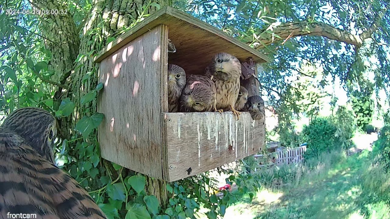 Fledging compilation, all 6 chicks successfully fledged! | Falcon nestbox highlights 20