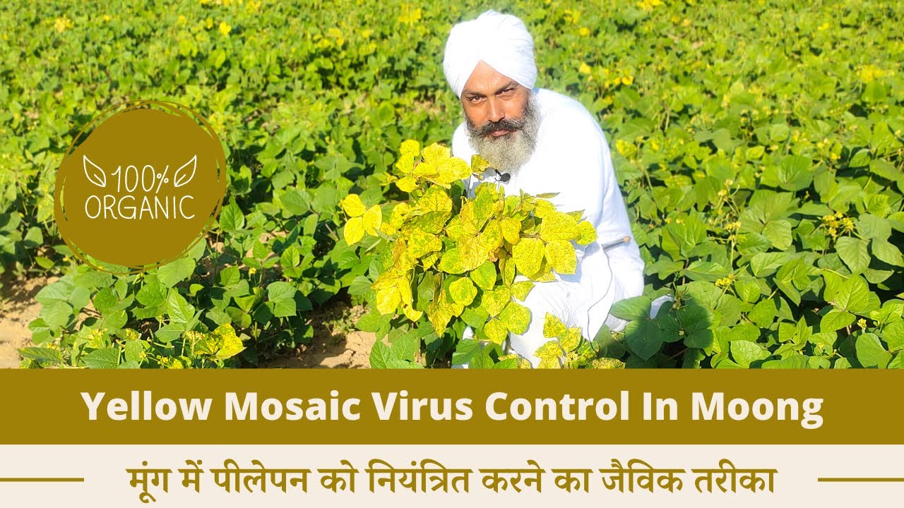 Yellow Mosaic Virus Control In Moong | Organic Formula