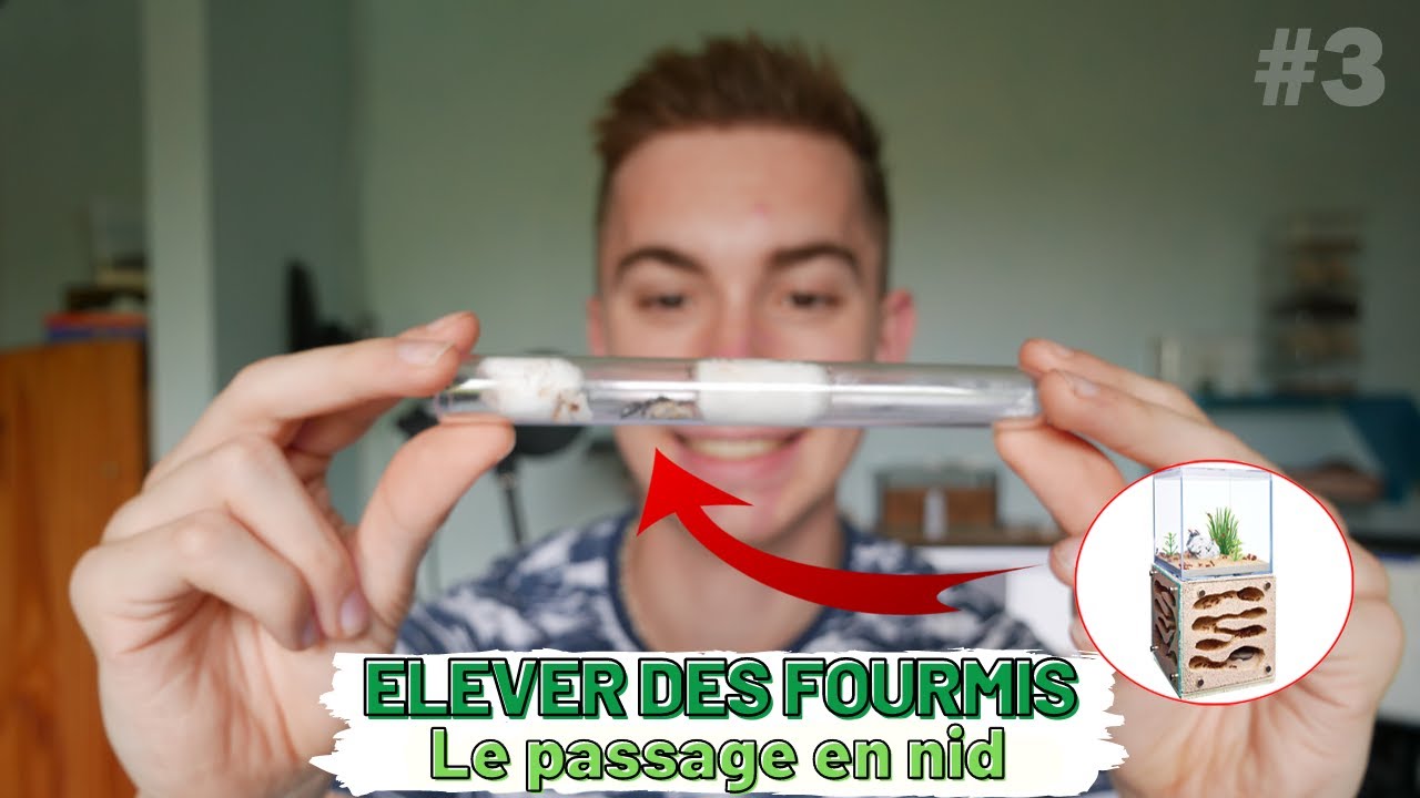 COMMENT débuter l'élevage de FOURMIS - Déménagement dans une fourmilière - Partie 3