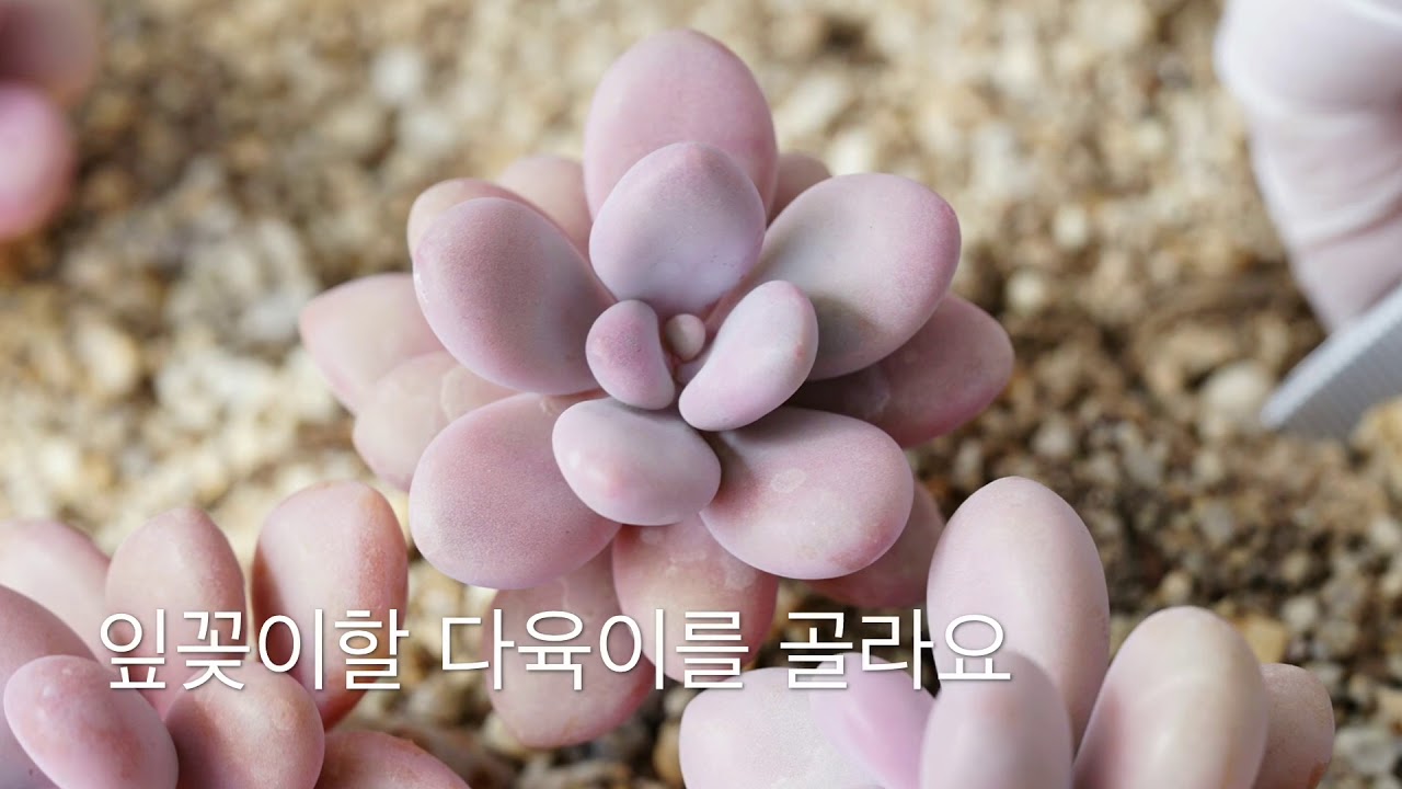 [다육이 번식] 100% 성공하는 잎꽂이 방법 (leaf cutting for succulent)