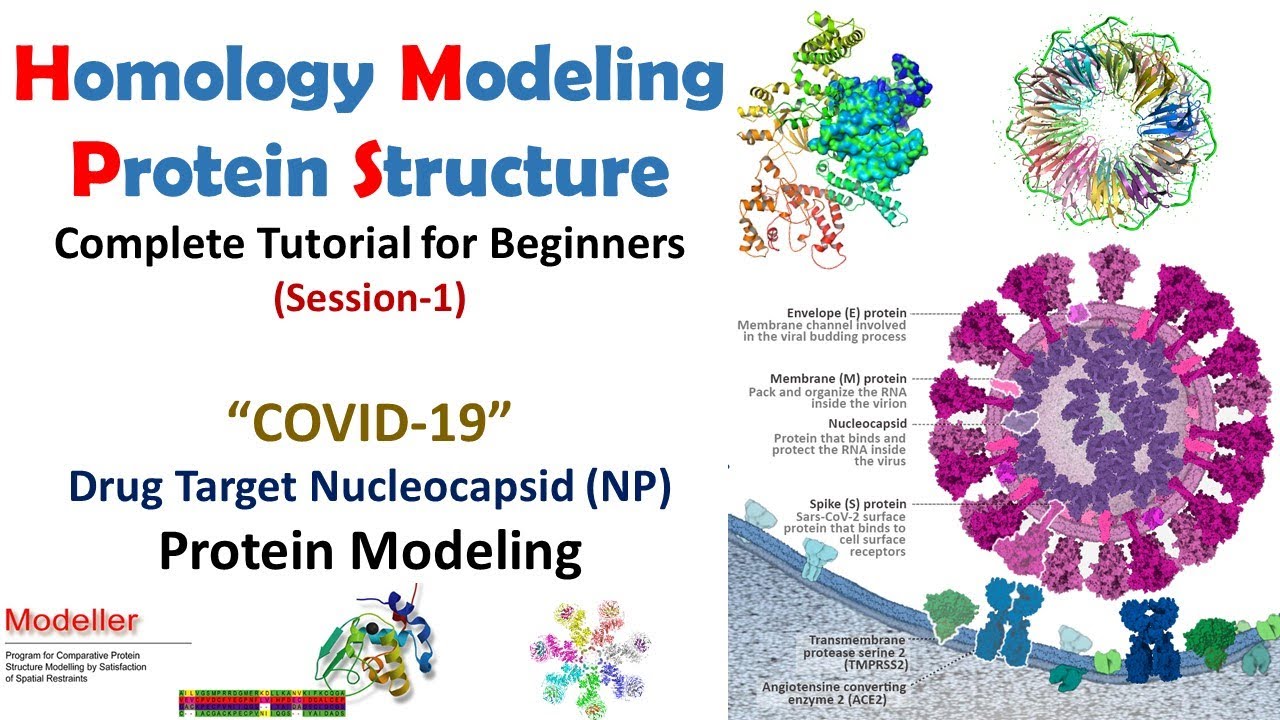Homology Modeling for Beginners | COVID19 NP Protein Modeling  Modeller Tutorial | Bioinformatics