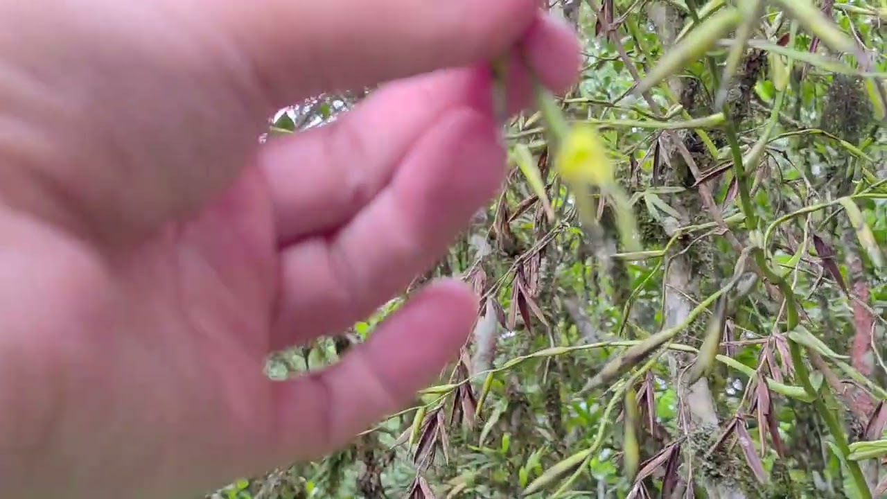 Vriesea flexuosa. Uma variedade que se elevou a categoria de espécie. 