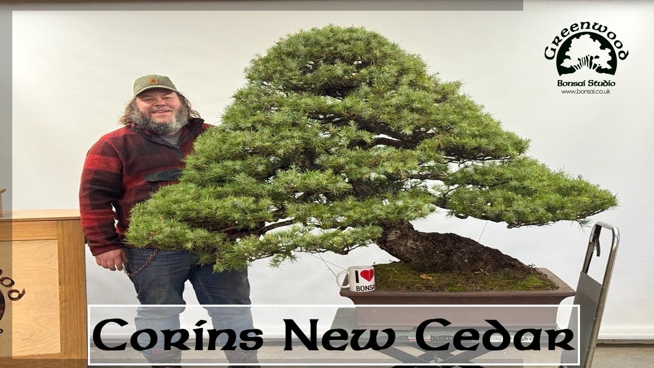 Corins New Cedar! - Greenwood Bonsai