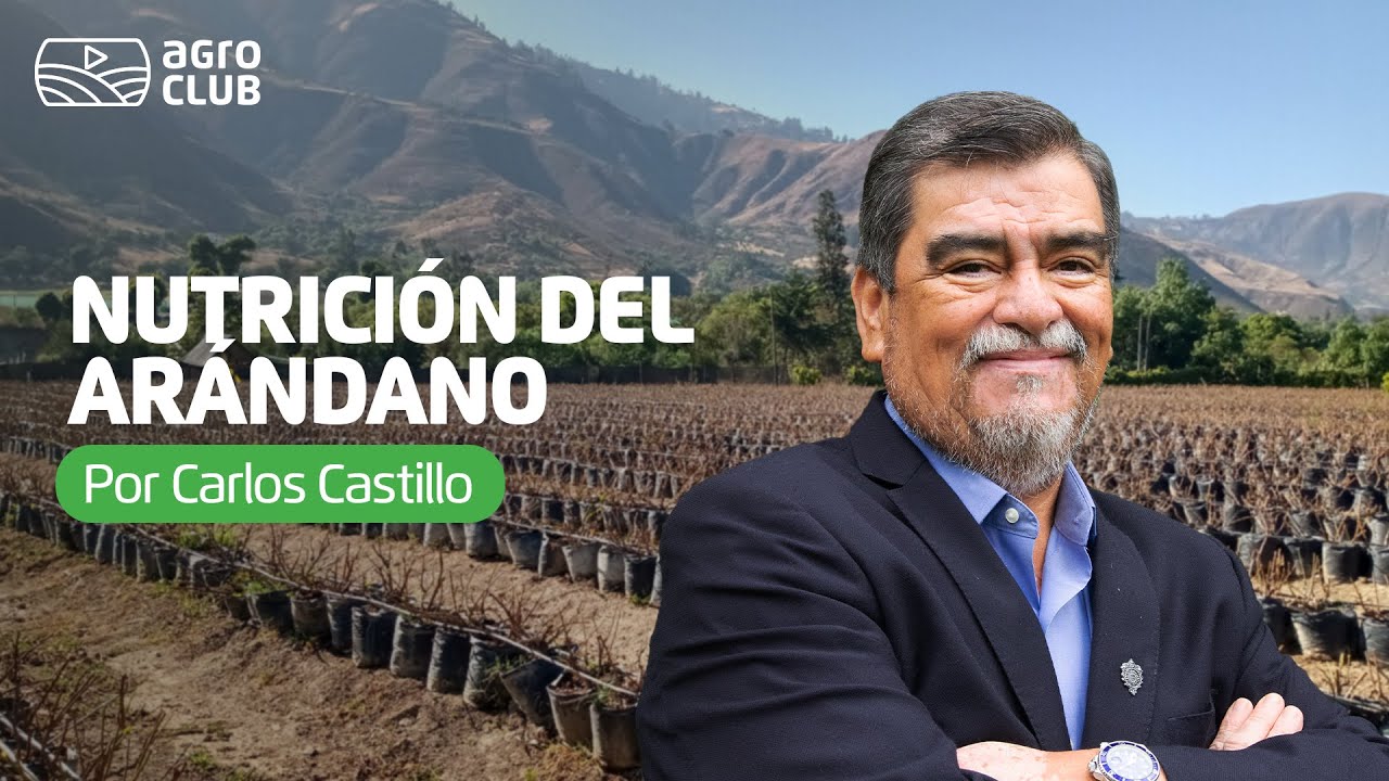 Consideraciones generales en la nutrición del arándano