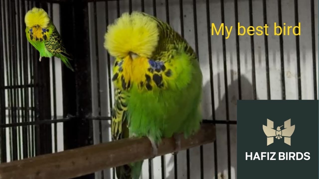 My best Green bird ||HAFIZ BIRDS 