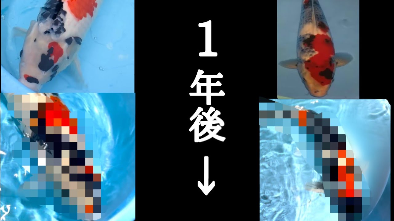 [驚愕]  変化の激しい昭和三色が気付いたら違う鯉になりました　#koi  #錦鯉