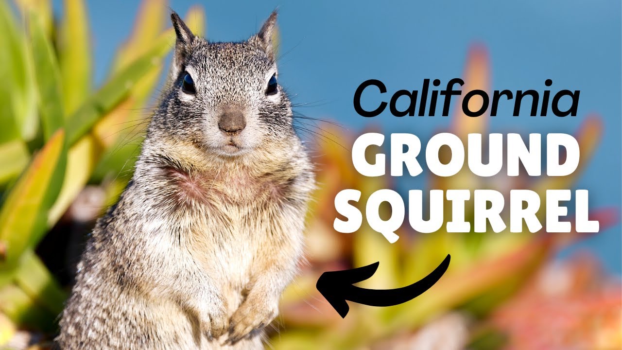 California GROUND SQUIRREL | La Jolla Cove | Canon R5 | Canon RF 100-500mm Lens