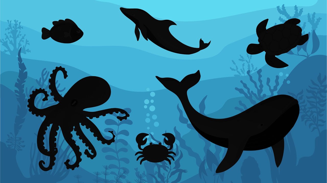 Sea Animal Shadow Matching Game 🐠🐢🦑 | Fun Guessing Game for Kids | TinyToon Quiz