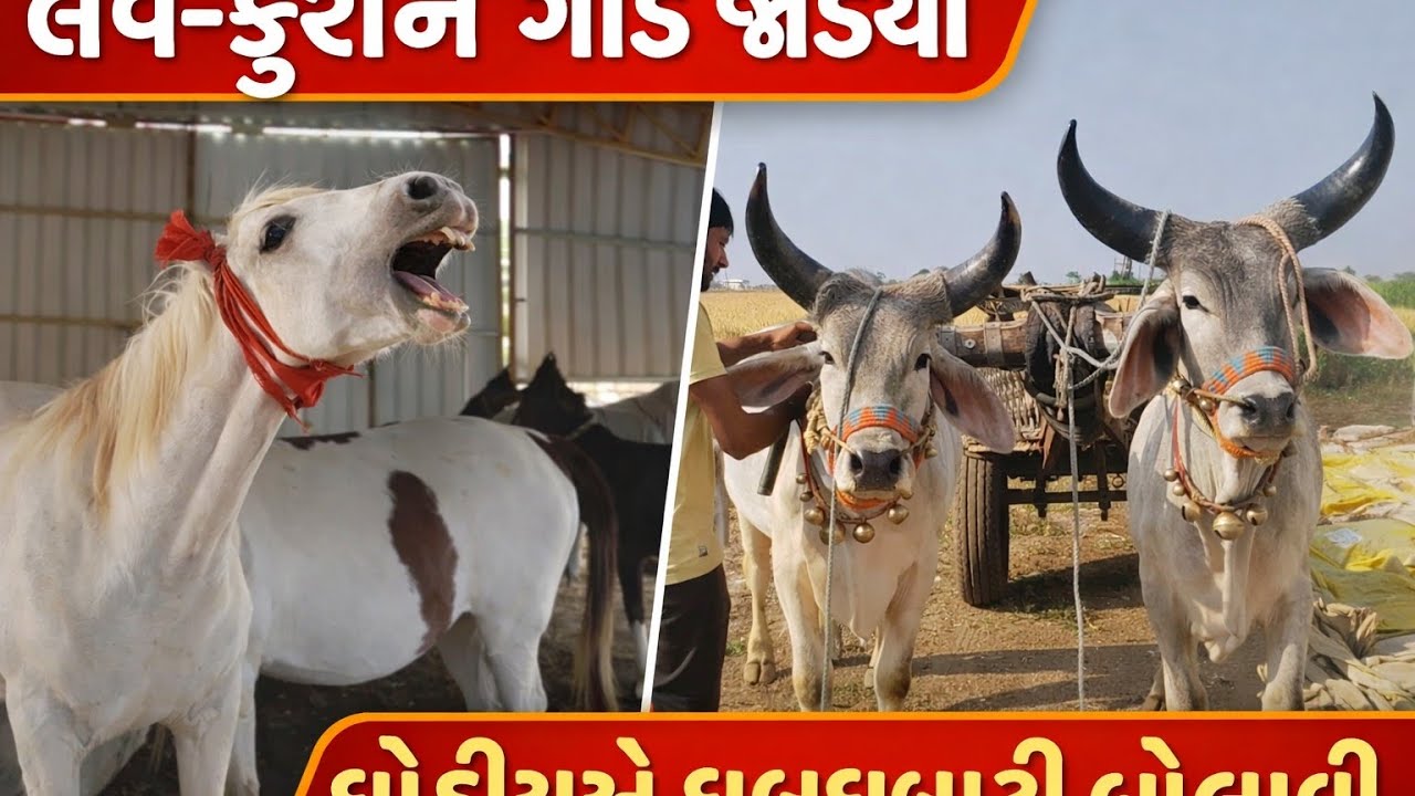 લવ-કુશ ગાડે જોડાયા